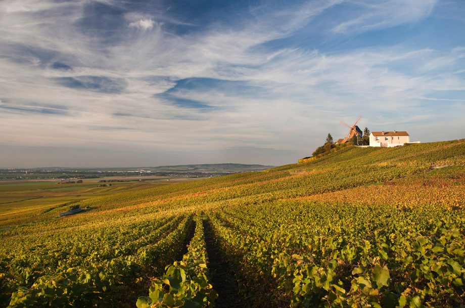 Montagne de Reims - Cycling through vineyards: the new way to explore wine regions - Exclusive Travel Representaton, luxury travel agency