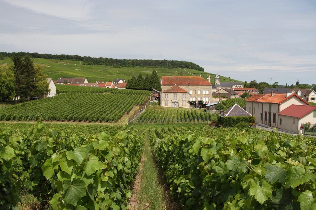 Côte des Blancs - Cycling through vineyards: the new way to explore wine regions - Exclusive Travel Representaton, luxury travel agency