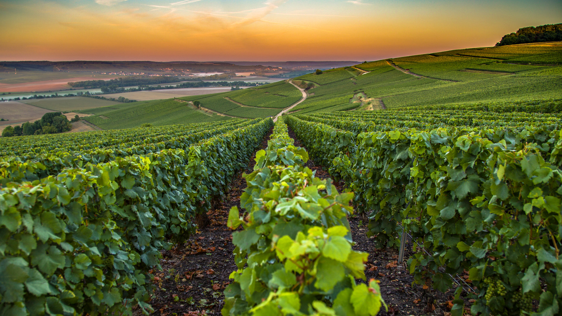 champange france- Cycling through vineyards: the new way to explore wine regions - Exclusive Travel Representaton, luxury travel agency