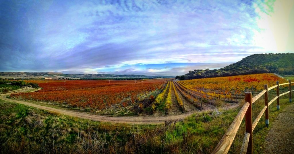 vineyards Madrid - Why visiting the wineries with a guide is essential for a complete wine tourism experience -  wine tours from Madrid, a  wine tours around Madrid and another cities