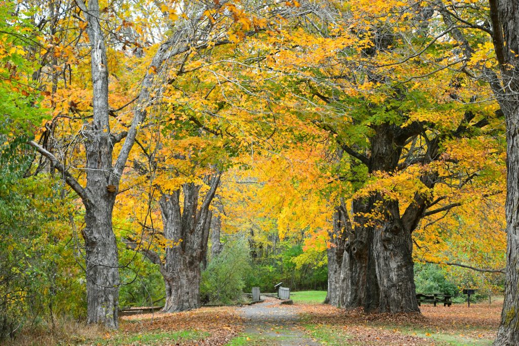 Augusta Springs Wetlands Trail in autumn fall season, path through the woods