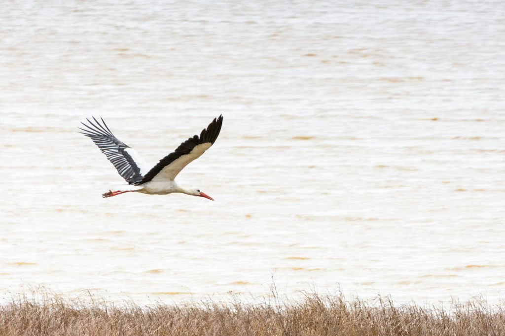 Ciconia ciconia in the lagoons of Villafafila, Zamora, Castilla y Leon, Spain