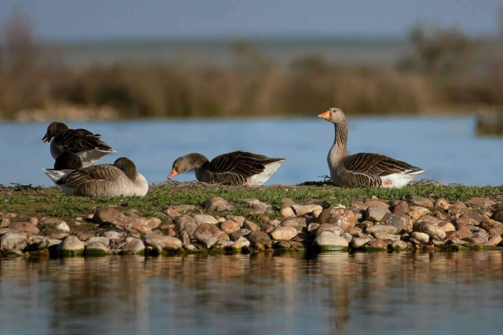 Scenic view of European geese in the lagoons of Villafafila in Zamora