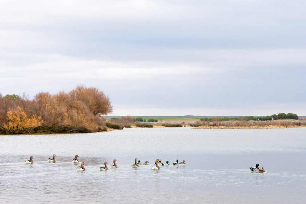 Villafafila Lagoons in Castilla y Leon, Spain