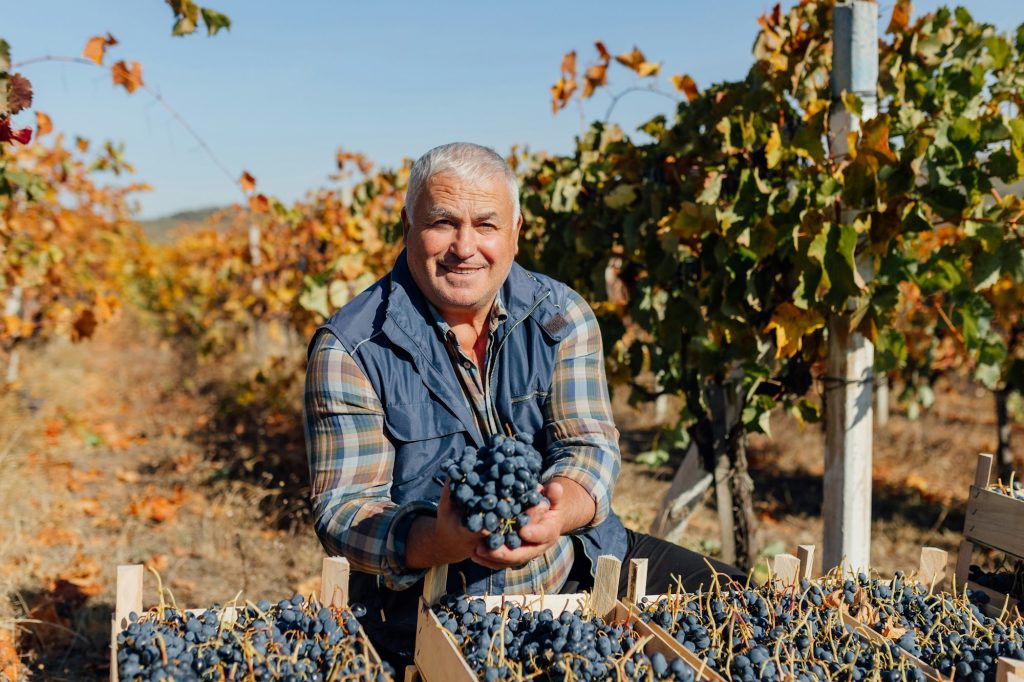 Image of a man in a vineyard harvesting the crop